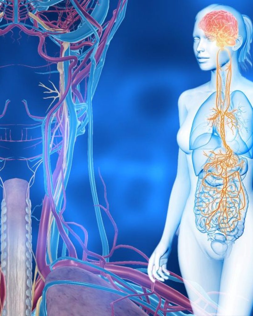 Vagus-Nerve-1200x675-1.jpg
